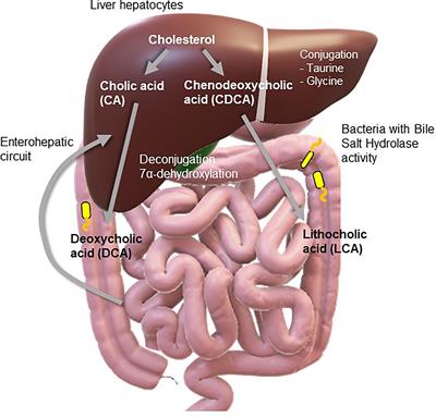 Aberrant Gut-To-Brain Signaling in Irritable Bowel Syndrome - The Role of Bile Acids